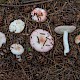 Russula betularum