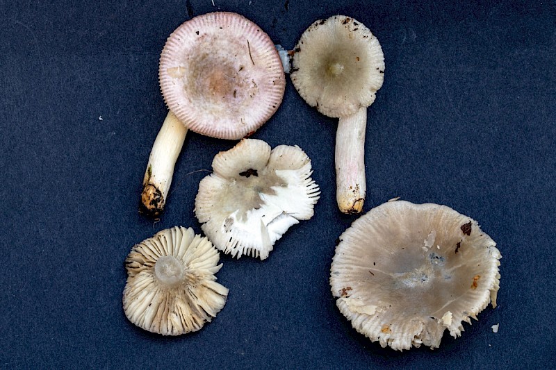 Russula betularum - © Charles Hipkin