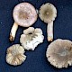 Russula betularum