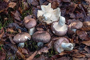 Russula cyanoxantha Charcoal Burner