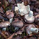 Russula cyanoxantha