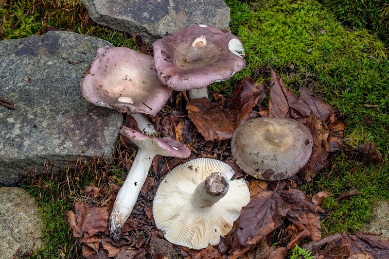 Russula cyanoxantha - © Charles Hipkin