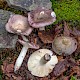 Russula cyanoxantha