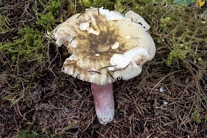 Russula densifolia Crowded Brittlegill