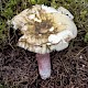 Russula densifolia