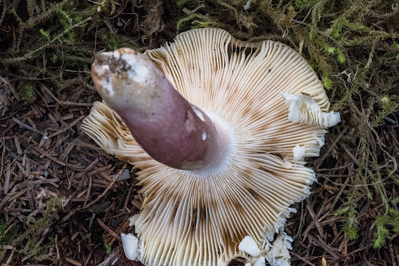 Russula densifolia - © Charles Hipkin