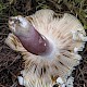 Russula densifolia