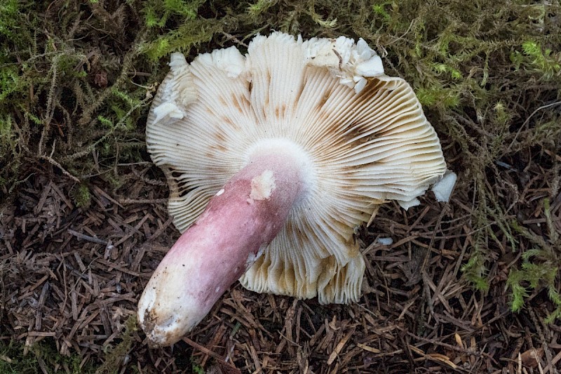 Russula densifolia - © Charles Hipkin