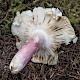 Russula densifolia