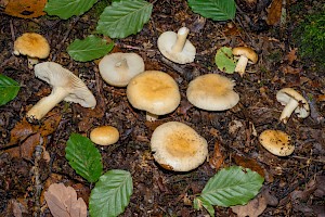 Russula fellea Geranium Brittlegill