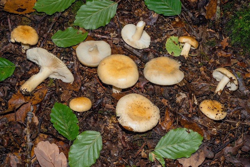 Russula fellea - © Charles Hipkin