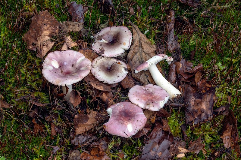 Russula fragilis - © Charles Hipkin