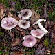 Russula fragilis