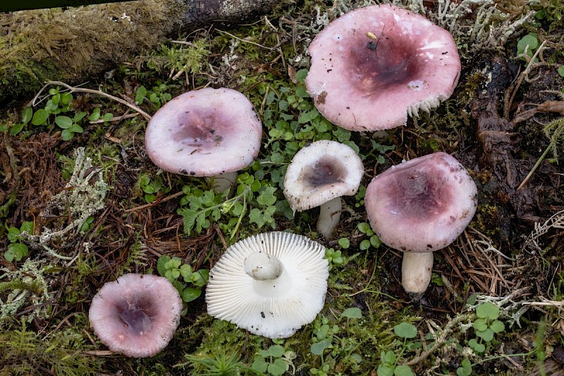 Russula fragilis - © Charles Hipkin