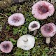 Russula fragilis