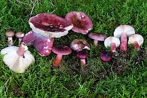 Russula fuscorubroides 