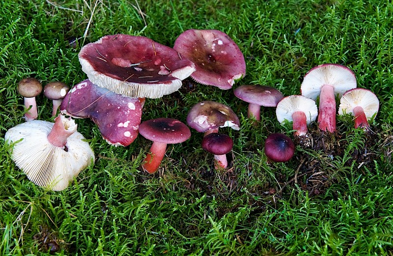 Russula fuscorubroides - © Charles Hipkin