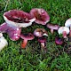 Russula fuscorubroides