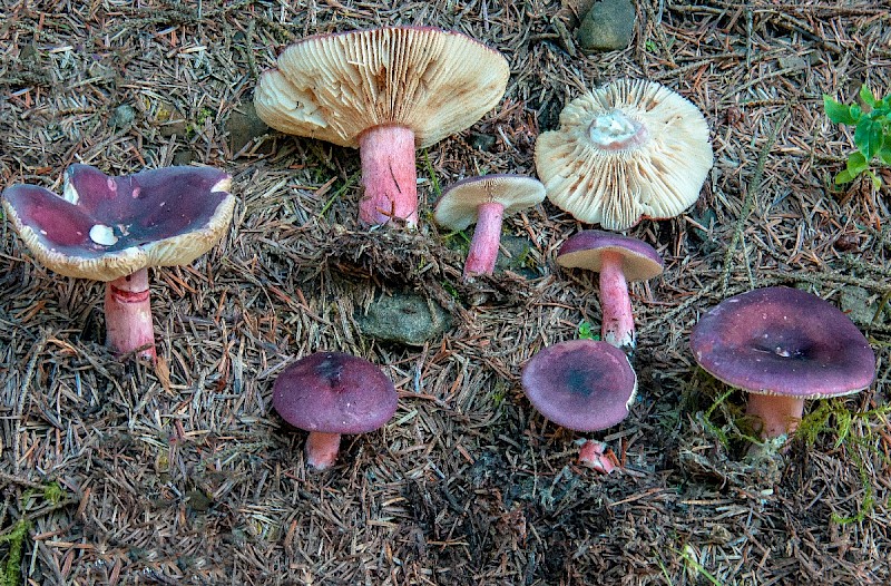 Russula fuscorubroides - © Charles Hipkin