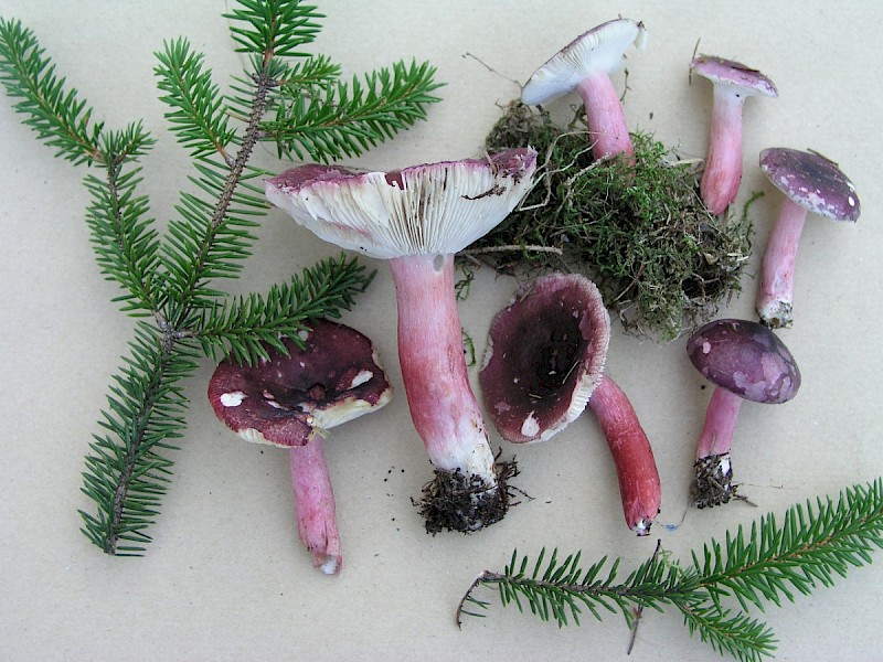 Russula fuscorubroides - © Charles Hipkin