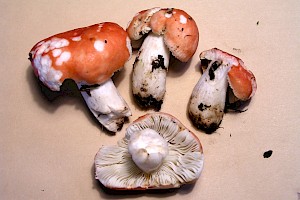 Russula nobilis Beechwood Sickener