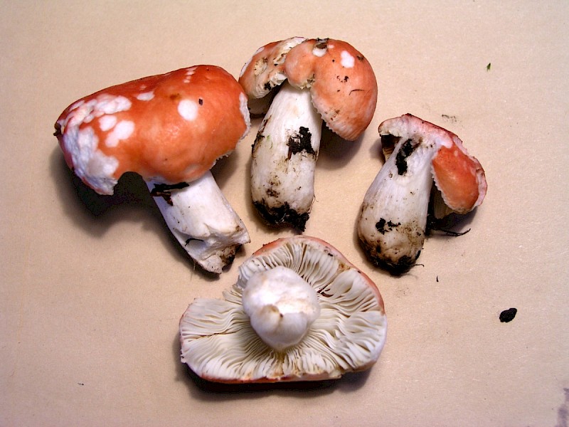 Russula nobilis