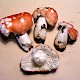 Russula nobilis