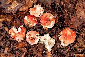 Russula silvestris 