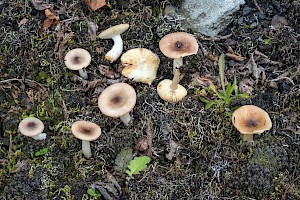 Russula puellaris Yellowing Brittlegill