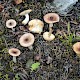 Russula puellaris