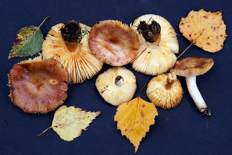 Russula puellaris - © Charles Hipkin