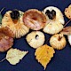 Russula puellaris