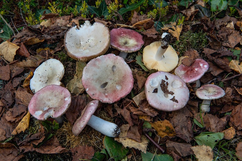 Russula exalbicans - © Charles Hipkin