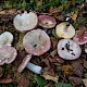 Russula exalbicans