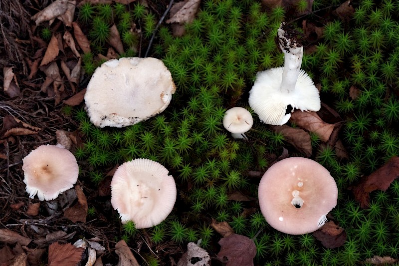 Russula exalbicans - © Charles Hipkin