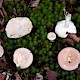 Russula exalbicans