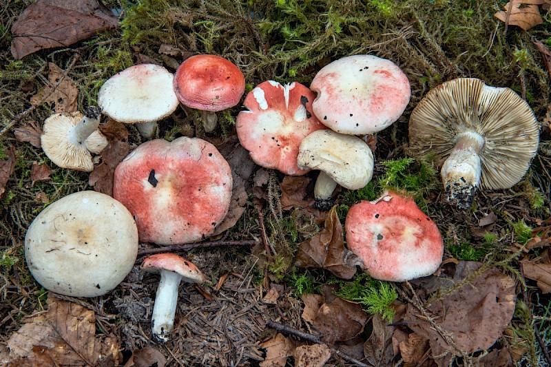 Russula persicina - © Charles Hipkin