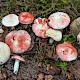 Russula persicina