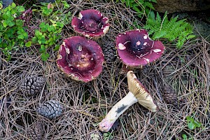 Russula xerampelina Crab Brittlegill