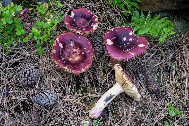 Russula xerampelina - © Charles Hipkin