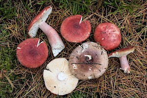 Russulaceae