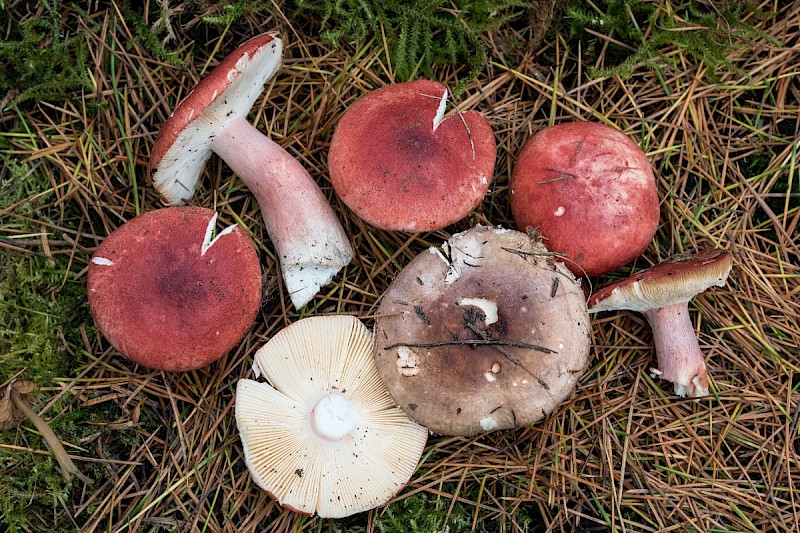 Russula sanguinaria - © Charles Hipkin