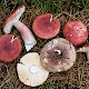 Russula sanguinaria