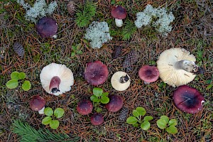 Russula sardonia Primrose Brittlegill