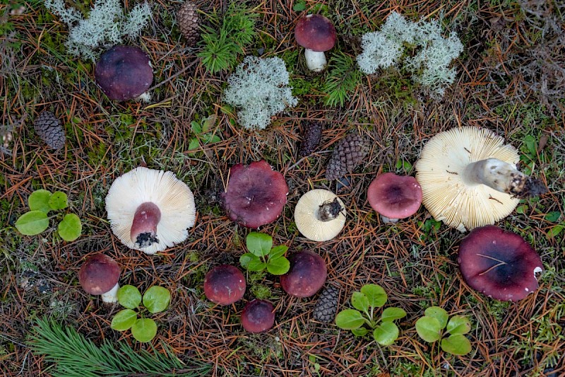 Russula sardonia - © Charles Hipkin