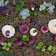 Russula sardonia