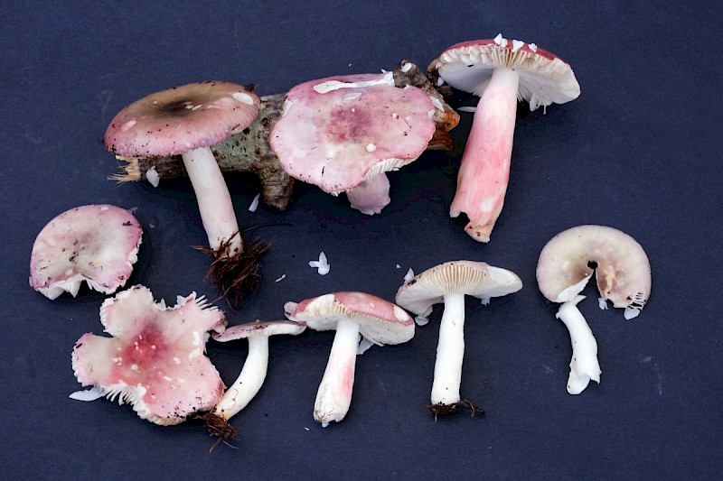 Russula gracillima - © Charles Hipkin