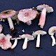 Russula gracillima