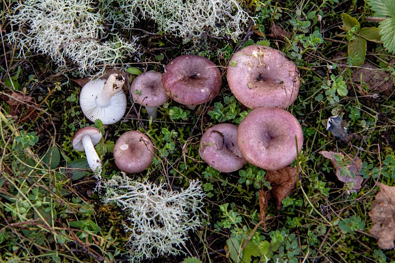 Russula gracillima