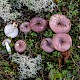 Russula gracillima